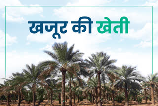 khajoor farming in Bikaner