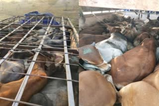 40 cattle in Sawai Madhopur