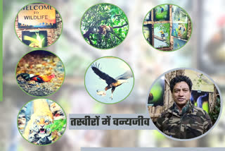 Uttarakhand First Wildlife Art Gallery