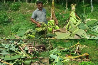 elephant attack in malappuram  wild elephant attack  wild elephant attack in malappuram  malappuram elephant attack  കാട്ടാനയിറങ്ങി കൃഷി നശിപ്പിച്ചു  കാട്ടാന കൃഷി നശിപ്പിച്ചു  കാട്ടാന ആക്രമണം  മലപ്പുറത്ത് കാട്ടാനയിറങ്ങി  കാട്ടാന ആക്രമണം മലപ്പുറം  കാട്ടാനയിറങ്ങി  കൈപ്പിനി അമ്പല പൊയിൽ  കാട്ടാന കൃഷി നാശം  കൃഷി നാശം  wild elephant attack in malappuram ambalapoyil  കാട്ടാന