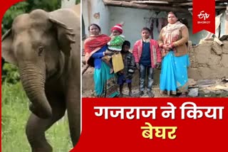 Wild Elephant in Bedo