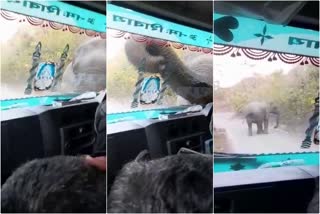 Elephant Came in front of Truck