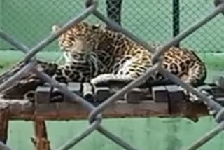 Leopard Death In Kanan Pendari Zoo