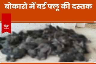 More than 400 chickens died in 5 days in Bokaro