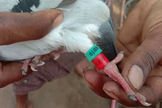 pigeon created a stir in Khammam district