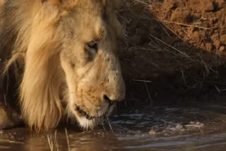 Lion Video Viral: ધારીના આ ગામમાં વનરાજા કરી રહ્યા છે આંટાફેરા, સી.સી.ટીવીમાં કેદ