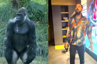 Indian cricketer Yuvraj Singh dance video copy gorilla warm up step share on his twitter