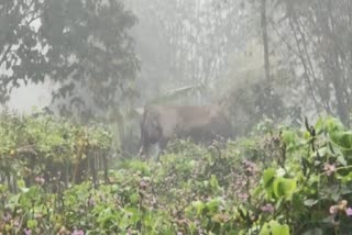 Elephant Jalpaiguri