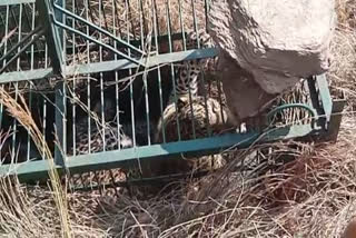 Forest Department team Captured Leopard