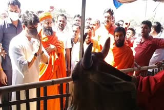 Scindia cow worship