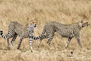 Cheetahs KNP