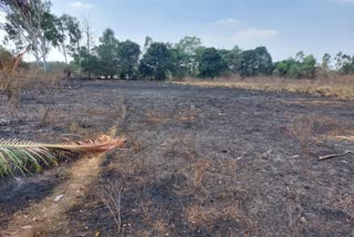 accidental-fire-caught-in-multi-crop-land-in-shivamogga