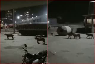 Gujarat Lions roaming