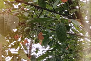 rudraksha tree in jabalpur