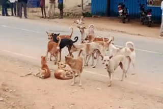 Stray Dogs Attack in Hyderabad
