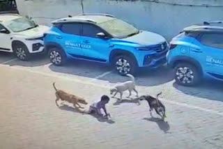 Boy, 4, mauled to death by stray dogs in Hyderabad; CCTV captures chilling moments