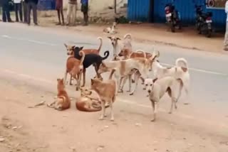 Stray Dogs Attack in Hyderabad : હૈદરાબાદમાં રખડતા શ્વાનોએ હુમલો કરતા 4 વર્ષના બાળકનુંં મૃત્યુ