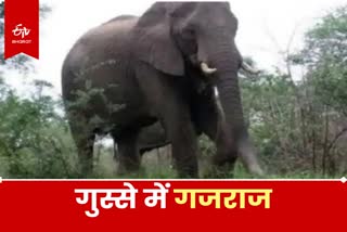 Elephant Attack in Ranchi