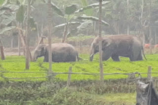 Elephants Attacked in Jalpaiguri ETV BHARAT