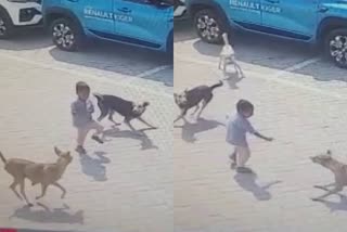 Etv BharStray Dogs Attack  Stray Dogs Attack four Years Boy Killed  തെലങ്കാനയിലെ അംബര്‍പേട്ടില്‍  തെലങ്കാനയില്‍ തെരുവ് നായ്ക്കളുടെ ആക്രമണം  നാല് വയസുകാരന് ദാരുണാന്ത്യം  at