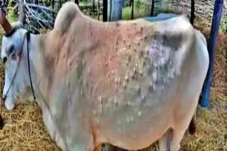 Lumpy skin disease virus