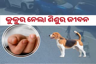 four years old boy was killed in stray dogs attack