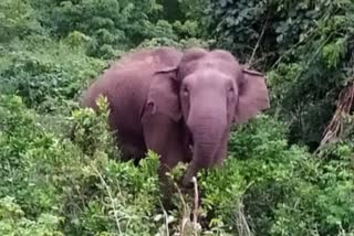 section-144-had-to-be-imposed-in-itki-jharkhand-due-to-elephant-terror