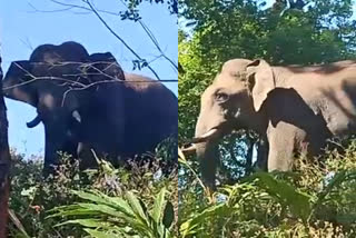 അരികൊമ്പനെ പിടിക്കും  അരികൊമ്പൻ  Idukki Wild Elephant  Wild Elephant Arikkomban  ഗംഗാ സിങ് ഐഎഫ്എസ്  ഒറ്റയാന്‍ അരികൊമ്പൻ  ശക്തിവേല്‍  ചീഫ് വൈല്‍ഡ് ലൈഫ് വാര്‍ഡന്‍  അരികൊമ്പനെ മയക്കുവെടി വെച്ച് പിടികൂടും  റേഡിയോ കോളര്‍  Wild Elephant Arikomban will be caught  Wild Elephant Arikomban will be caught soon  ഇടുക്കിയിലെ കാട്ടാന ശല്യം  Wild Elephant attack in idukki