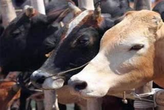 Cow Slaughter Case In Bhopal
