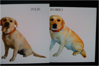 Romeo and Julie