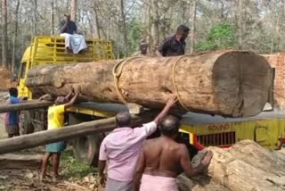 114-Year Old Teak Tree Auction