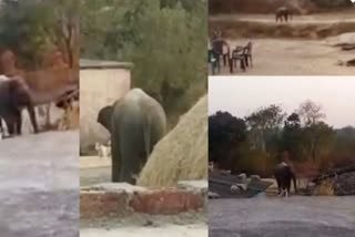 wild elephant attack in Jharkhand  കാട്ടാന ഭീതിയില്‍ ജാര്‍ഖണ്ഡ്  ഹസാരിബാഗ്  ഛത്ര  ലത്തേഹാർ  ലോഹർദാഗ  റാഞ്ചി വാര്‍ത്തകള്‍  റാഞ്ചി പുതിയ വാര്‍ത്തകള്‍  elephant attack  up news updates  latest news in UP