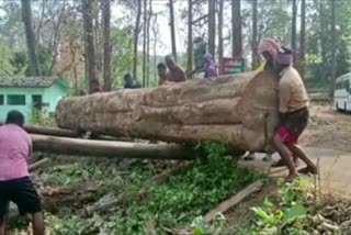 a-114-year-old-nilambur-teak-tree-actioned-for-39-dot-29-lakhs-in-kerala