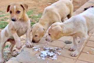 brutally killed 3 puppies in gwalior