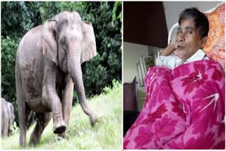 A man Injured in wild elephant attack
