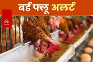 Bird Flu in Jharkhand