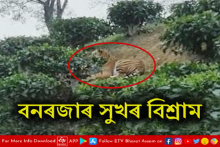 Free movement of Royal Bengal Tiger in Kaliabor