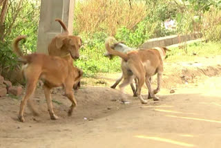 Dogs Attack Boy in Chaitanyapuri