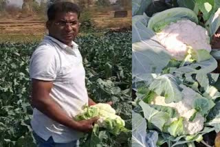 Cauliflower Exportation from bokaro to Saudi Arbia
