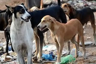 Five-year-old boy attacked by stray dogs in Hyderabad