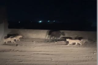 Lion Viral Video