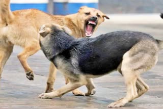 Stray Dogs terror: સુરતીલાલાઓમાં રખડતા શ્વાનનો ભય, છેલ્લા 15 દિવસમાં ડોગ બાઈટના 477 કેસ નોંધાયા