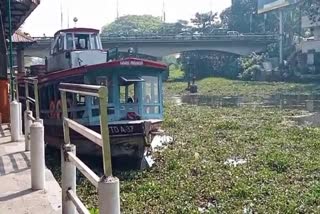 Etv Bharatalappuzha kottayam boat service  boat service crisis  water hyacinth plant  alappuzha boat service  water transportation  latest news in kottayam  latest news today  പോള ശല്യം  കോട്ടയം ആലപുഴ ബോട്ട് സർവീസ്  ബോട്ട് സർവീസ് പ്രതിസന്ധിയിൽ  പോള  പോള പൂവ്  ജലഗതാഗത വകുപ്പ്  കോട്ടയം ഏറ്റവും പുതിയ വാര്‍ത്ത  ഇന്നത്തെ പ്രധാന വാര്‍ത്ത