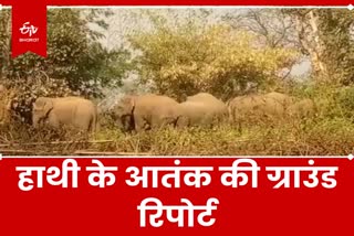 Elephant Terror In Ranchi