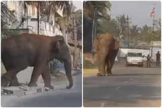 ஊருக்குள் புகுந்து அட்டகாசம் செய்யும் மக்னா யானை