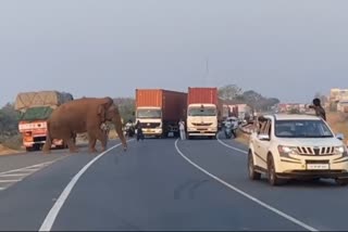 Wild elephant enters into National Highway  Wild elephant enters into Highway near Coimbatore  Wild elephant Roaming in Coimbatore city  Forest Department is struggling to caught elephant  Forest Department  മോഴയാന വീണ്ടും കാടിറങ്ങി  ഇത്തവണ എത്തിയത് ഹൈവേയില്‍  പിടികൂടാന്‍ പണിപ്പെട്ട് വനം വകുപ്പ്  ജനവാസ മേഖലയിലിറങ്ങി നാശം വിതച്ച  മോഴയാനയെ പിടികൂടി വനമേഖലയിലേക്ക്  വനം വകുപ്പ്  മോഴയാന  ആന  National Highway near Coimbatore  Coimbatore