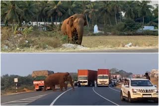 Magna Elephant : કોઈમ્બતુરમાં મેગ્ના હાથીનો આતંક, ખેતીના પાકને પહોંચાડ્યું નુકસાન