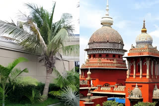 Madras High Court has ordered to cut down the coconut tree and replace it with guava tree