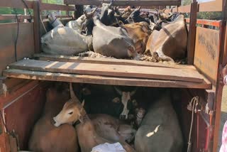 smuggling of cattle in seoni malwa