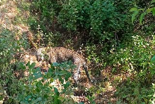 Injured Leopard Entered in Golne Village
